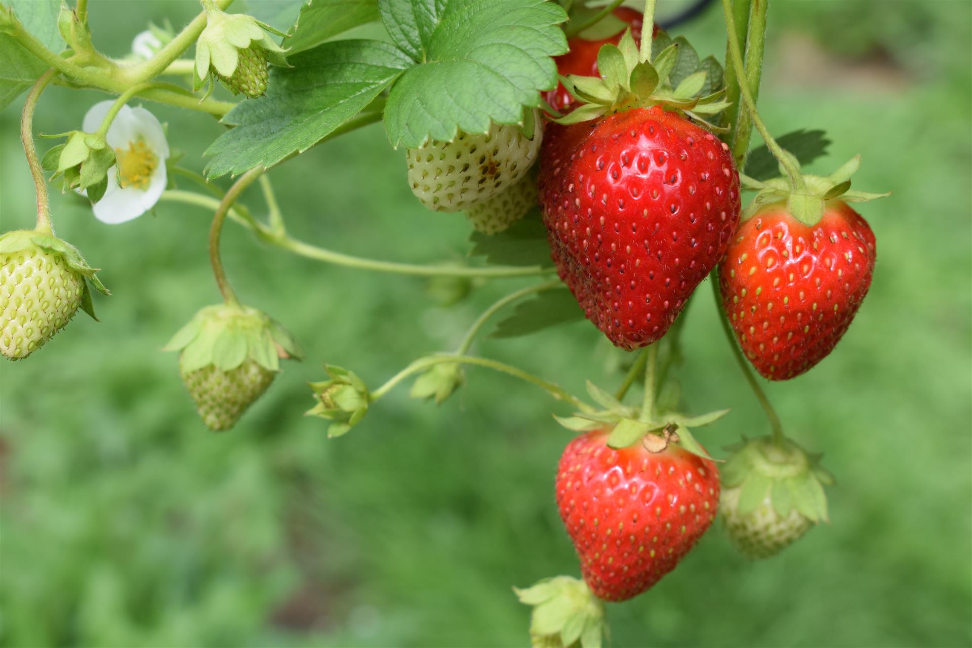 Les fraises bio commencent à mûrir ! Les fraises bio commencent à mûrir !