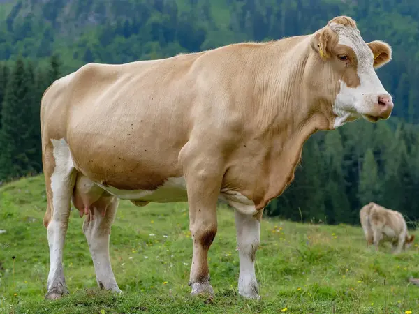 Ferme de Bichet